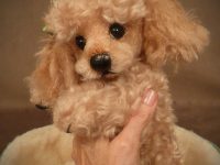 nombres para perros caniche