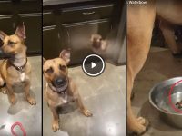 perro rescata colibri