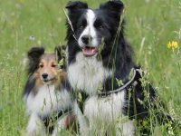 perro castrado tiene relaciones