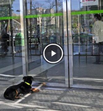 perro espera a su dueño hospital murcia
