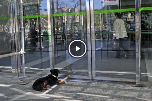 perro espera a su dueño hospital murcia