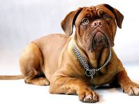 mi perro orina sangre