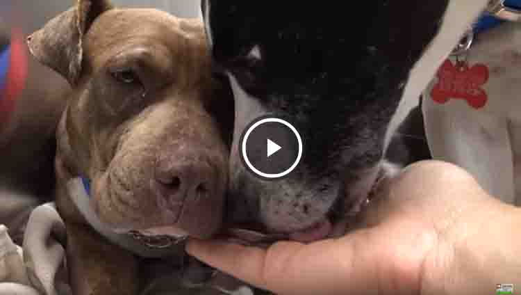 videos de pitbulls rescatados