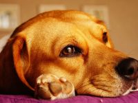 tos de las perreras tratamiento sintomas