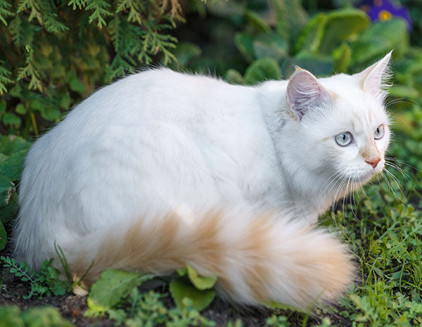 gato van turco blanco