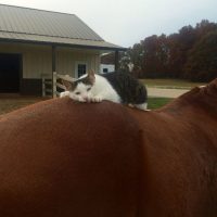 caballo amigo de gato