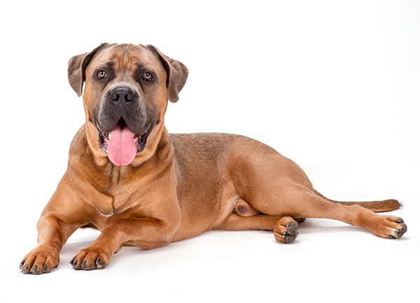 cane corso mastín