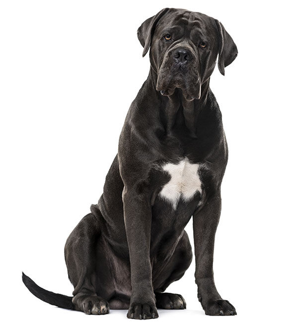 perro cane corso