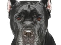 cane corso perros