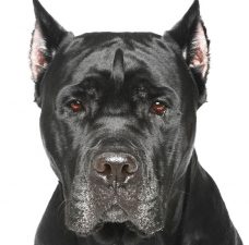 Cane Corso (mastín italiano)