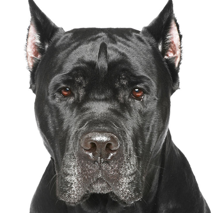 cane corso perros