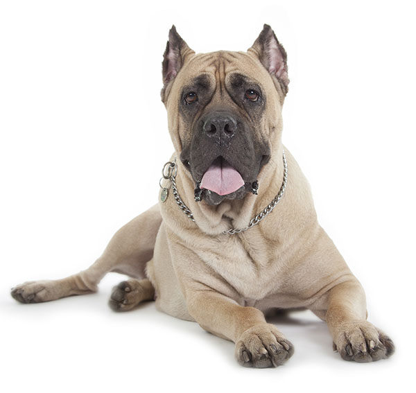 cane corso mastin italiano
