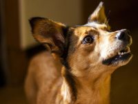 como adiestrar a un perro