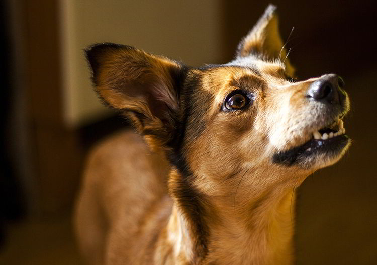 como adiestrar a un perro