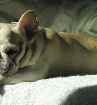 bulldog suelta mucho pelo