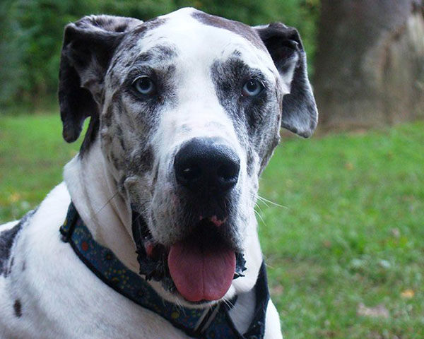 gran danés ojos azules