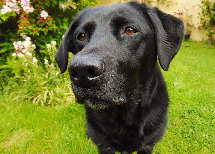 labrador negro