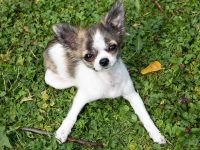 nombres de perros pequeños
