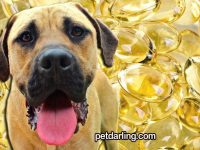 omega 3 para perros