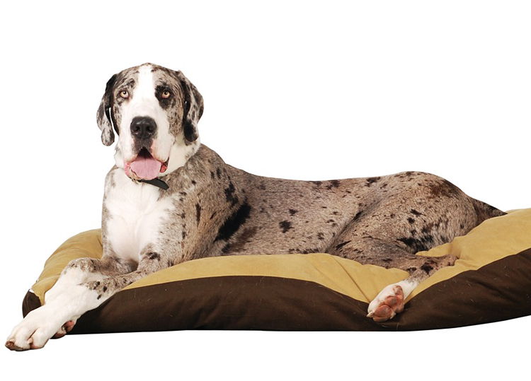 gran danes caracteristicas