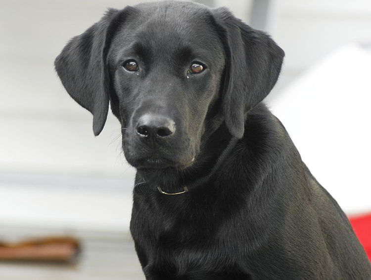 labrador negro