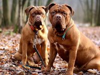 castrar perro precio