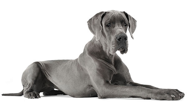 gran danés blue perro