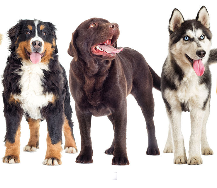 razas de perros grandes