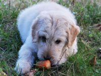 que verduras pueden comer los perros