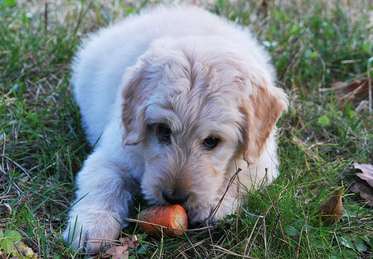 que verduras pueden comer los perros
