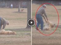 perro haciendose el muerto video
