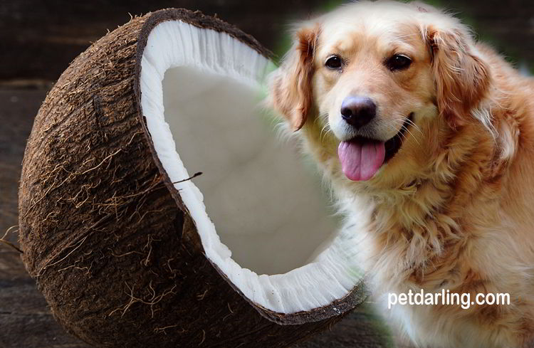 propiedades del aceite de coco para perros