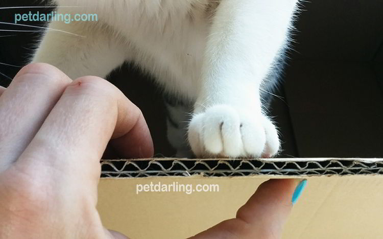 como hacer un rascador para gatos