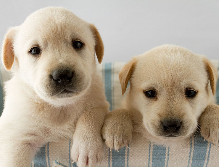pulgas en cachorros
