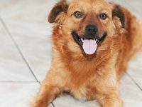 desparasitar perros