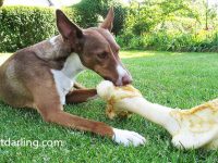 el perro es omnivoro o carnivoro