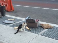 gato abandonado en la ciudad