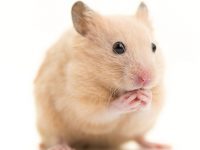 hamster sirio