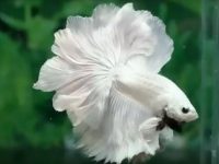 nombres para peces betta