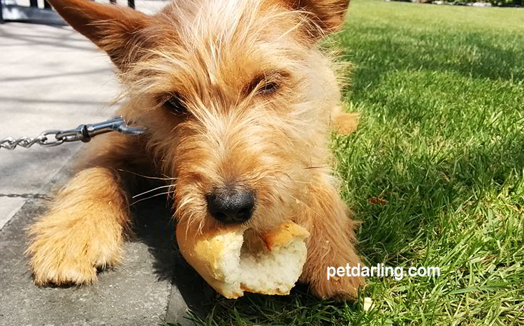 los perros pueden comer pan