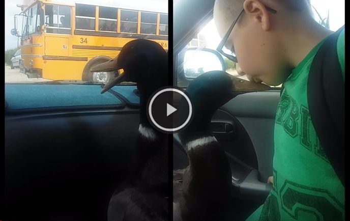 video de pato