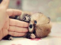 perritos pequeños que no crecen