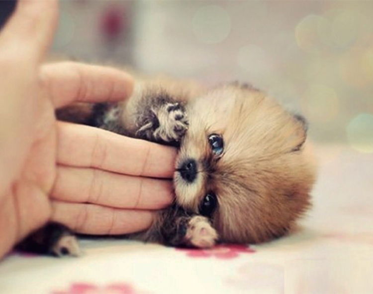 perritos pequeños que no crecen