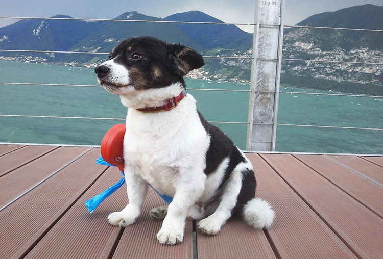 perritos pequeños que no crecen