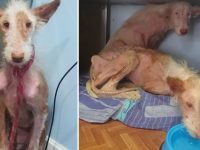 2 podencas maltratadas tierra raiz