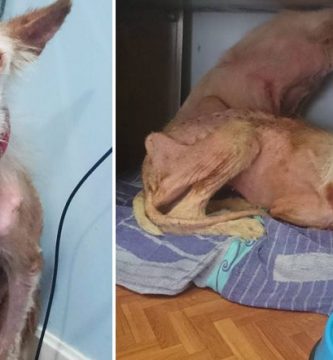 2 podencas maltratadas tierra raiz