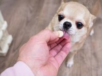 como darle una pastilla a un perro
