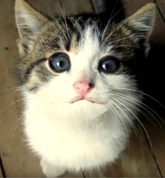 feliz cumpleaños gato