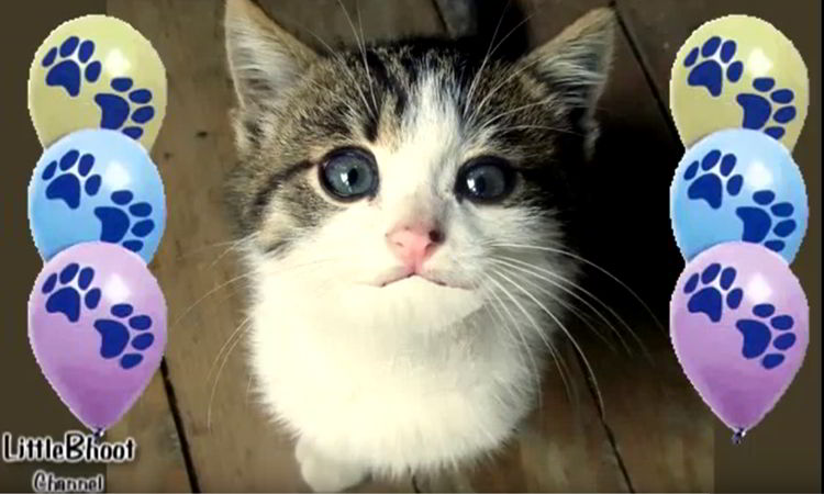 feliz cumpleaños gato