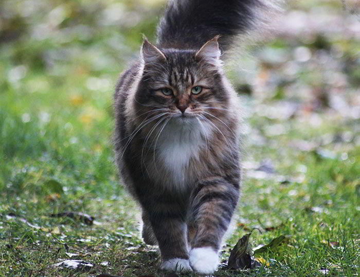 gato feral